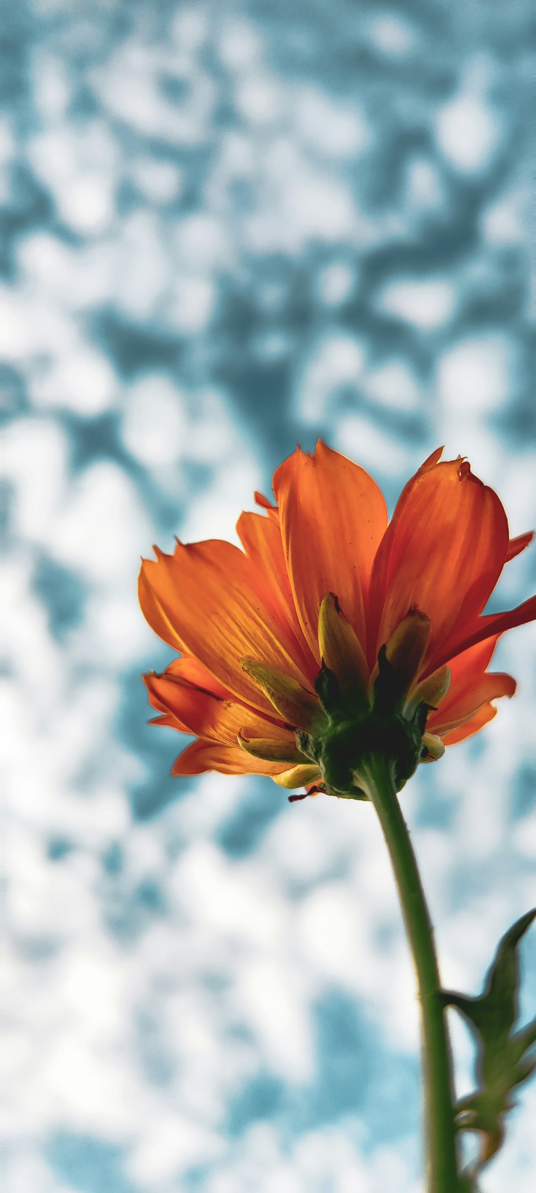 a close up of a flower