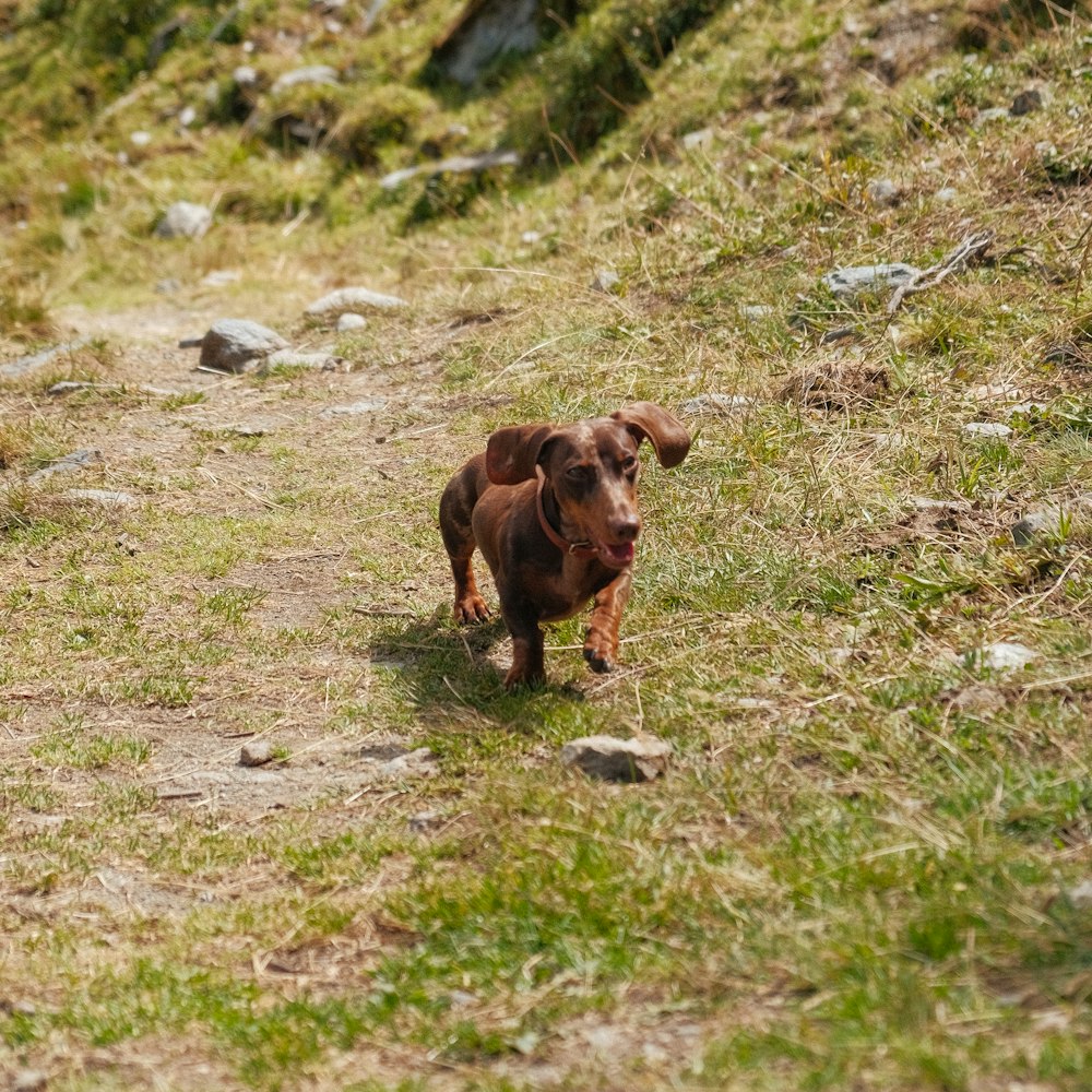 a dog standing on grass