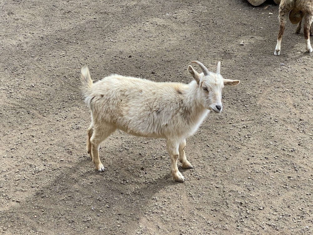 a goat walking on a dirt road