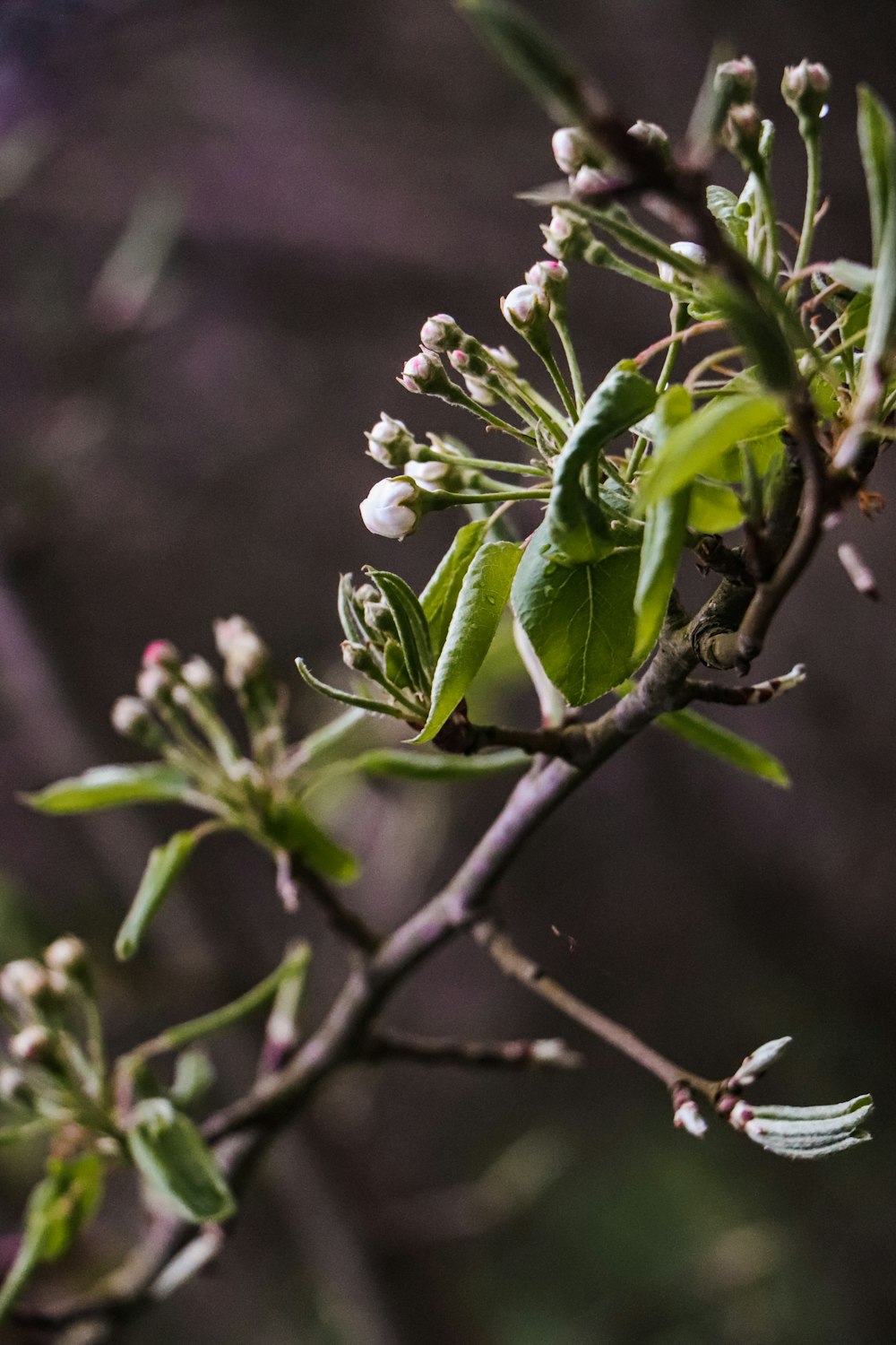 close up of a plant