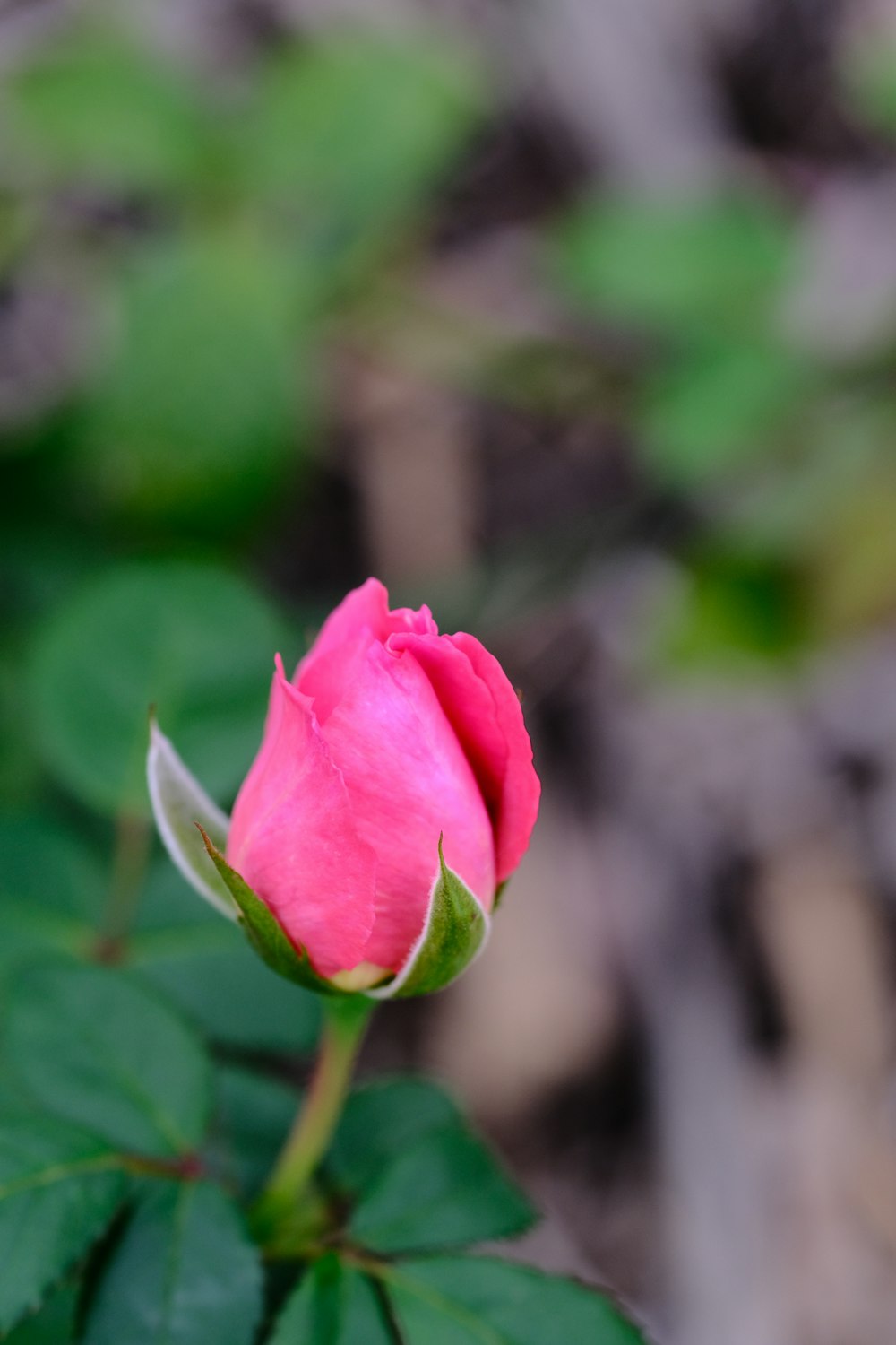 a close up of a flower