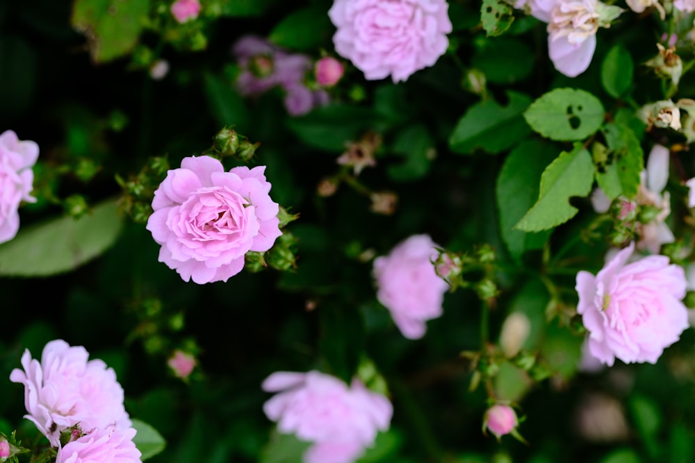 a group of flowers