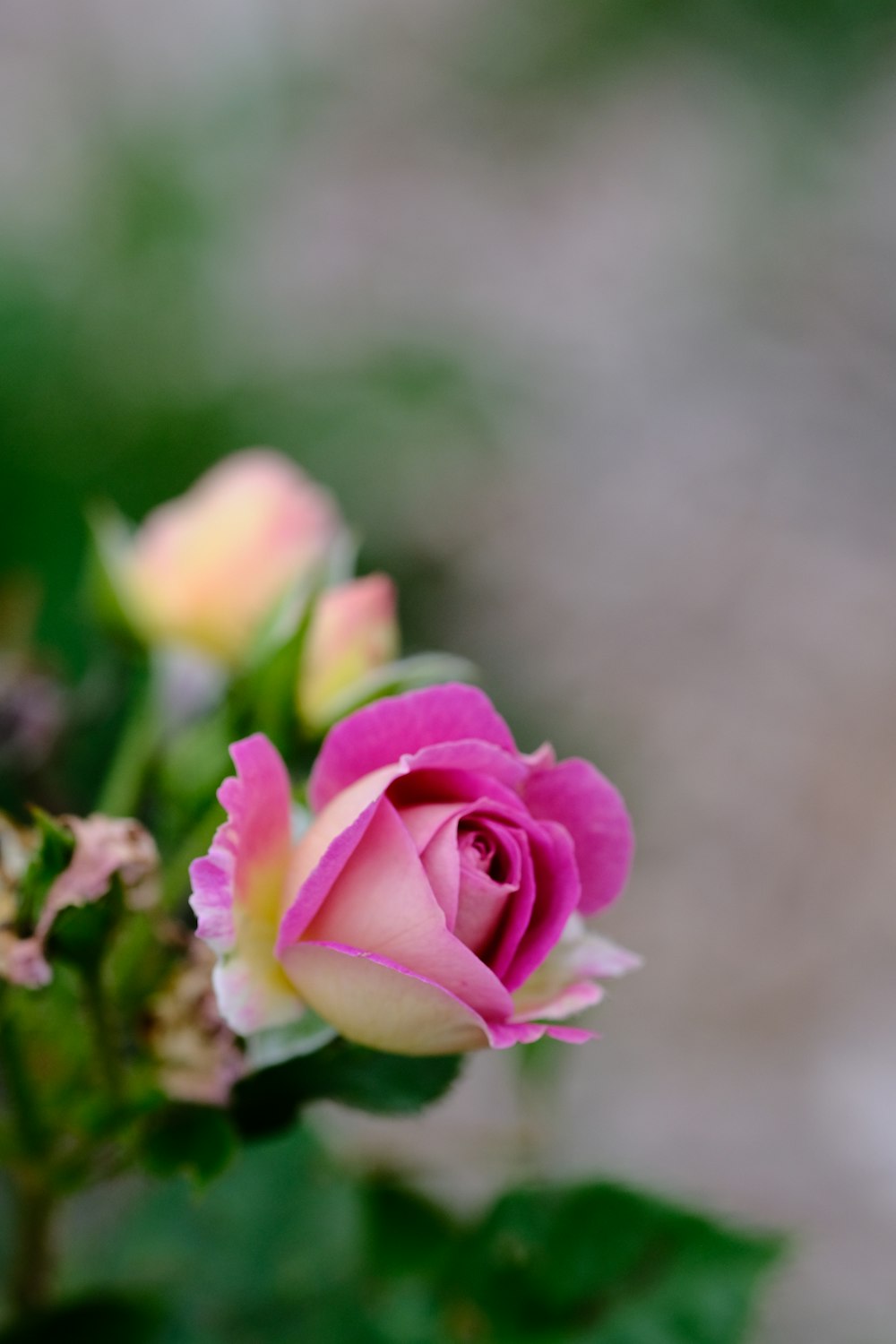 a close up of a pink rose