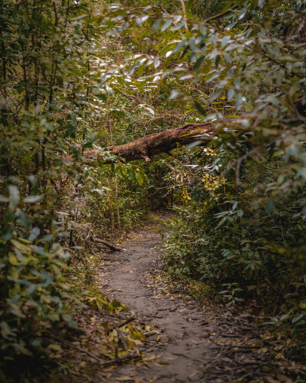 Ein Weg durch einen Wald