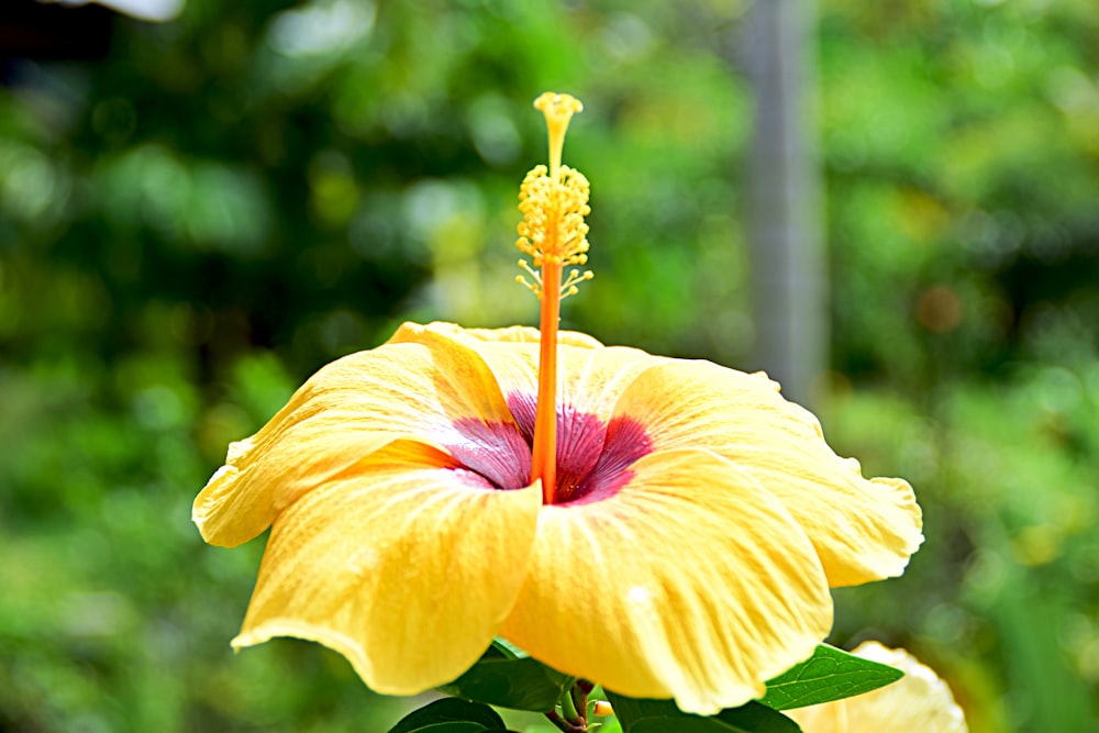 a close up of a yellow flower with a blurry background