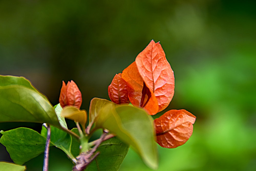 a close up of a flower on a tree branch