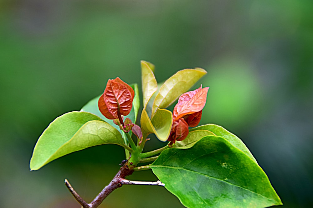 une petite branche avec des fleurs rouges dessus