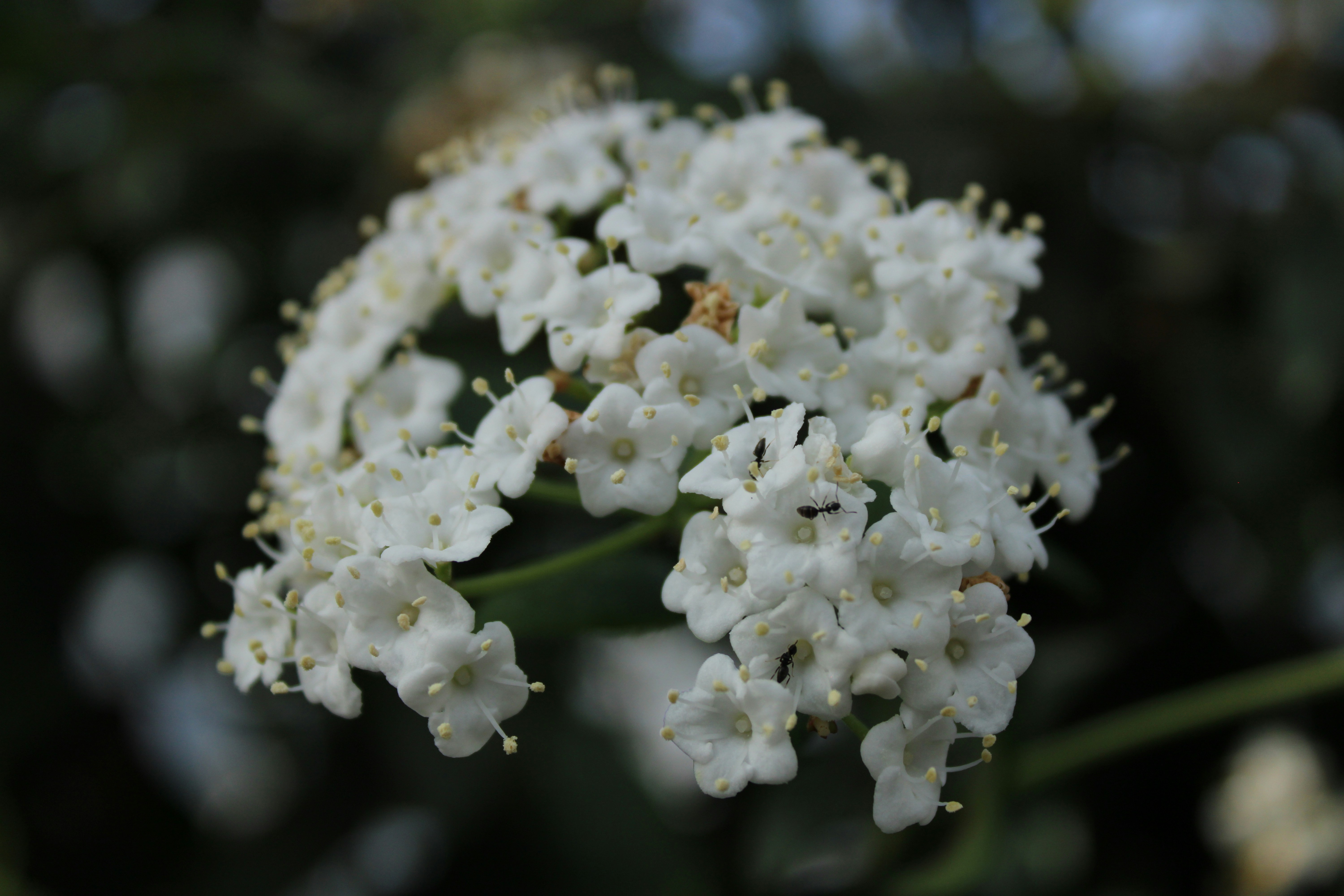 Nahaufnahme einer weißen Blume