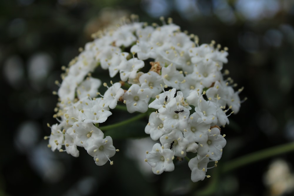 a close up of a white flower