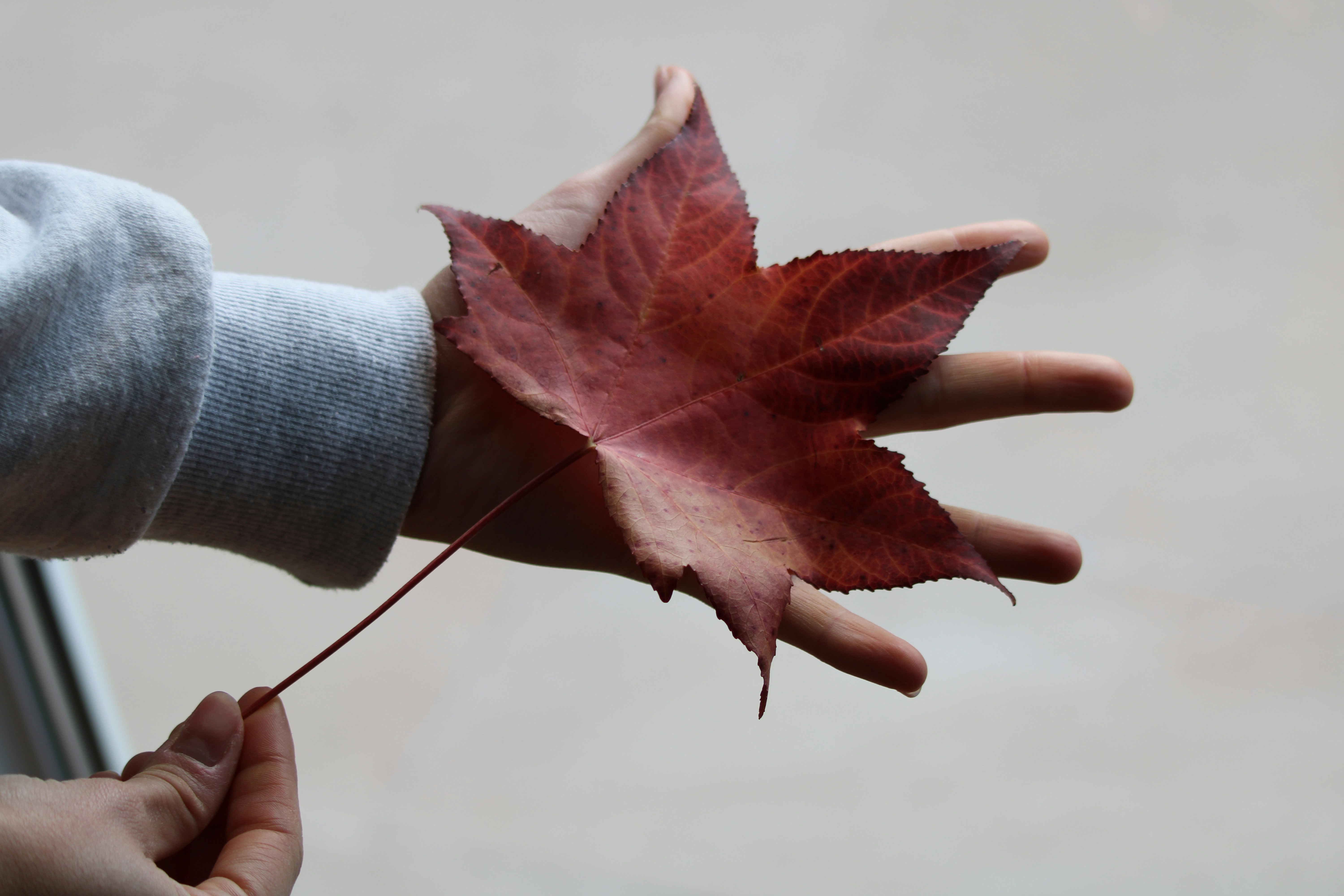 a hand holding a red leaf