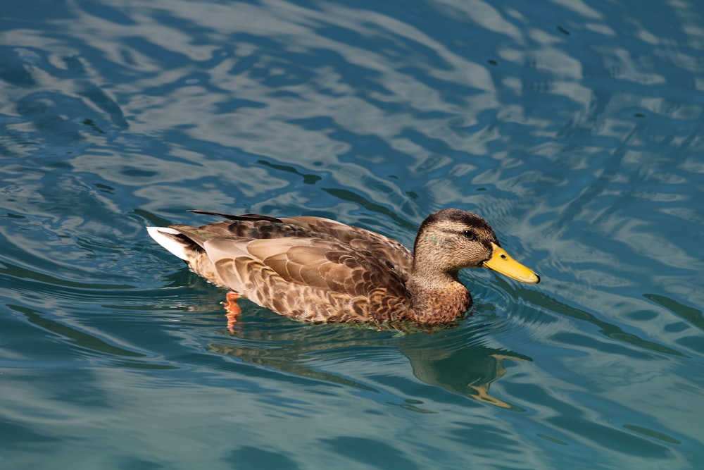 a duck swimming in water