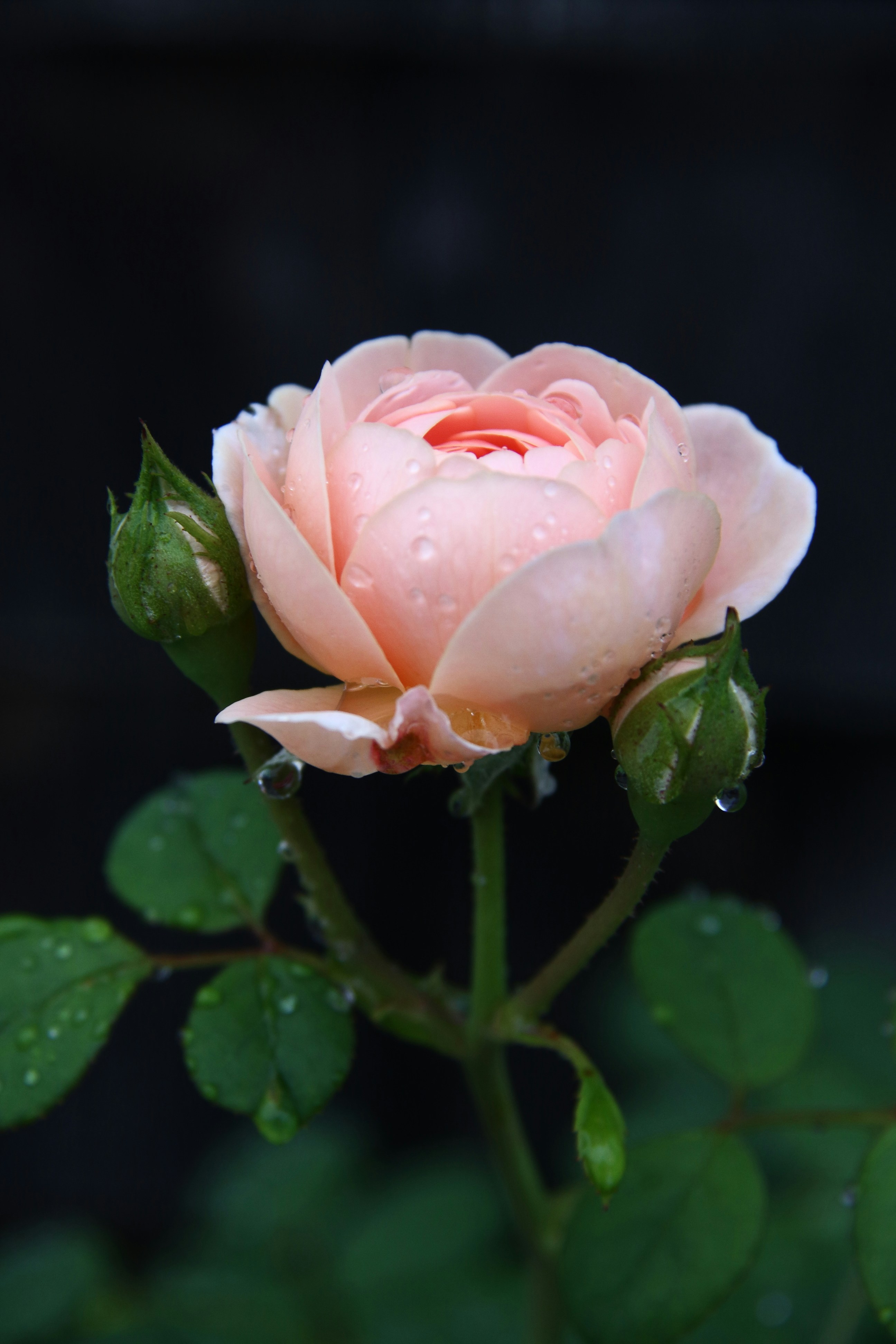 Photo by asifakberali