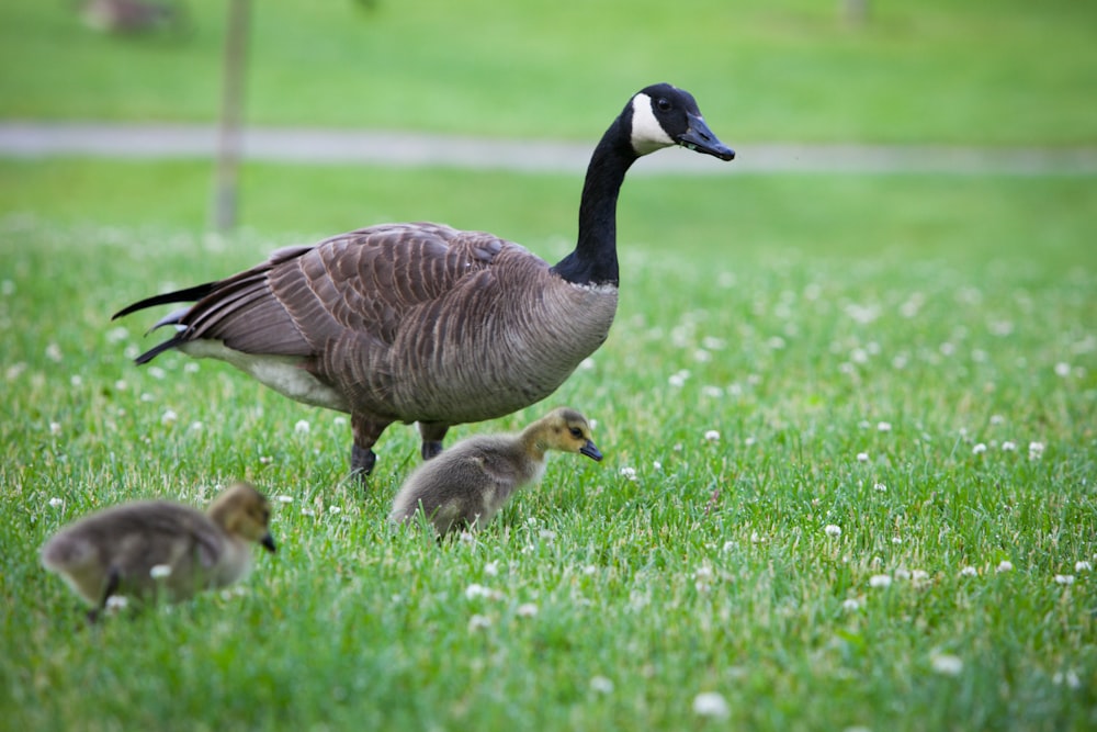 a goose with her ducklings