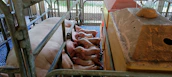 Students practicing pig rearing techniques during a workshop.