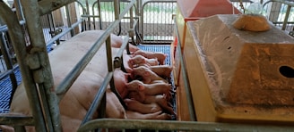 Several piglets are nursing from a sow inside a metal enclosure. The setting appears to be a farm or barn environment with metal bars and a heat lamp over the piglets.
