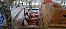 Students practicing pig rearing techniques during a workshop.