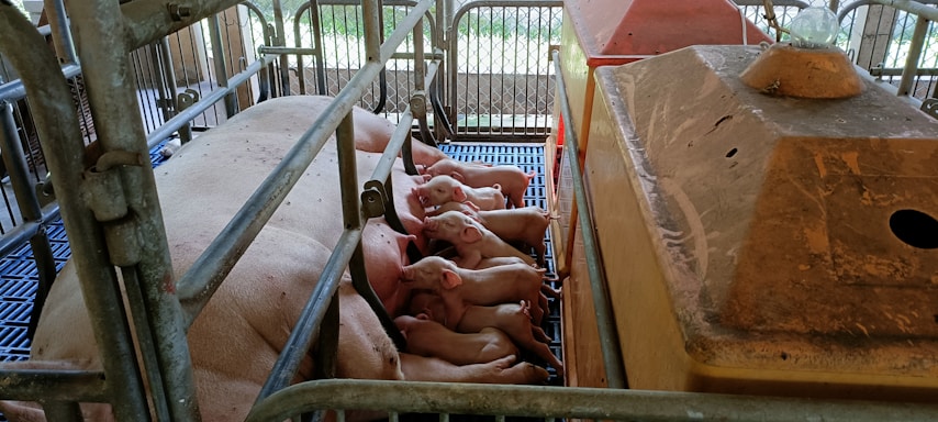 Several piglets are nursing from a sow inside a metal enclosure. The setting appears to be a farm or barn environment with metal bars and a heat lamp over the piglets.