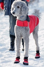 a dog wearing a garment