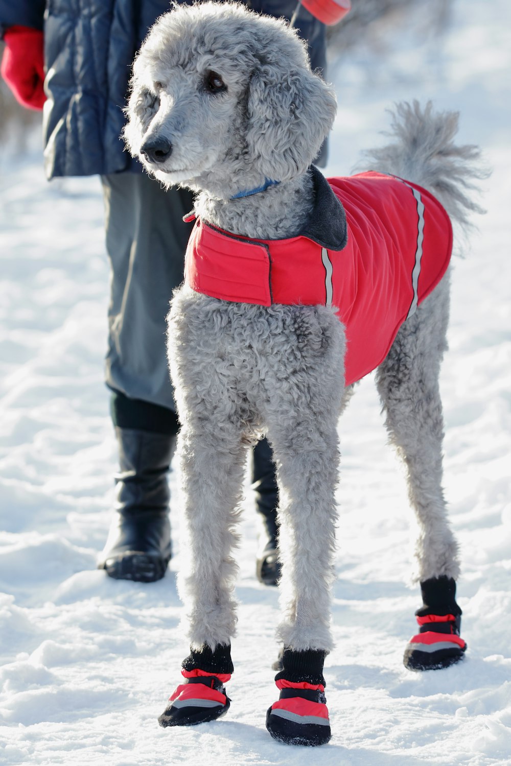 a dog wearing a garment