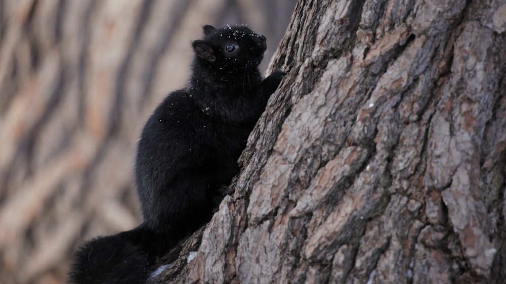 a black squirrel on a tree