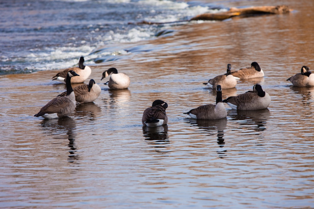 a group of ducks swimming in a river