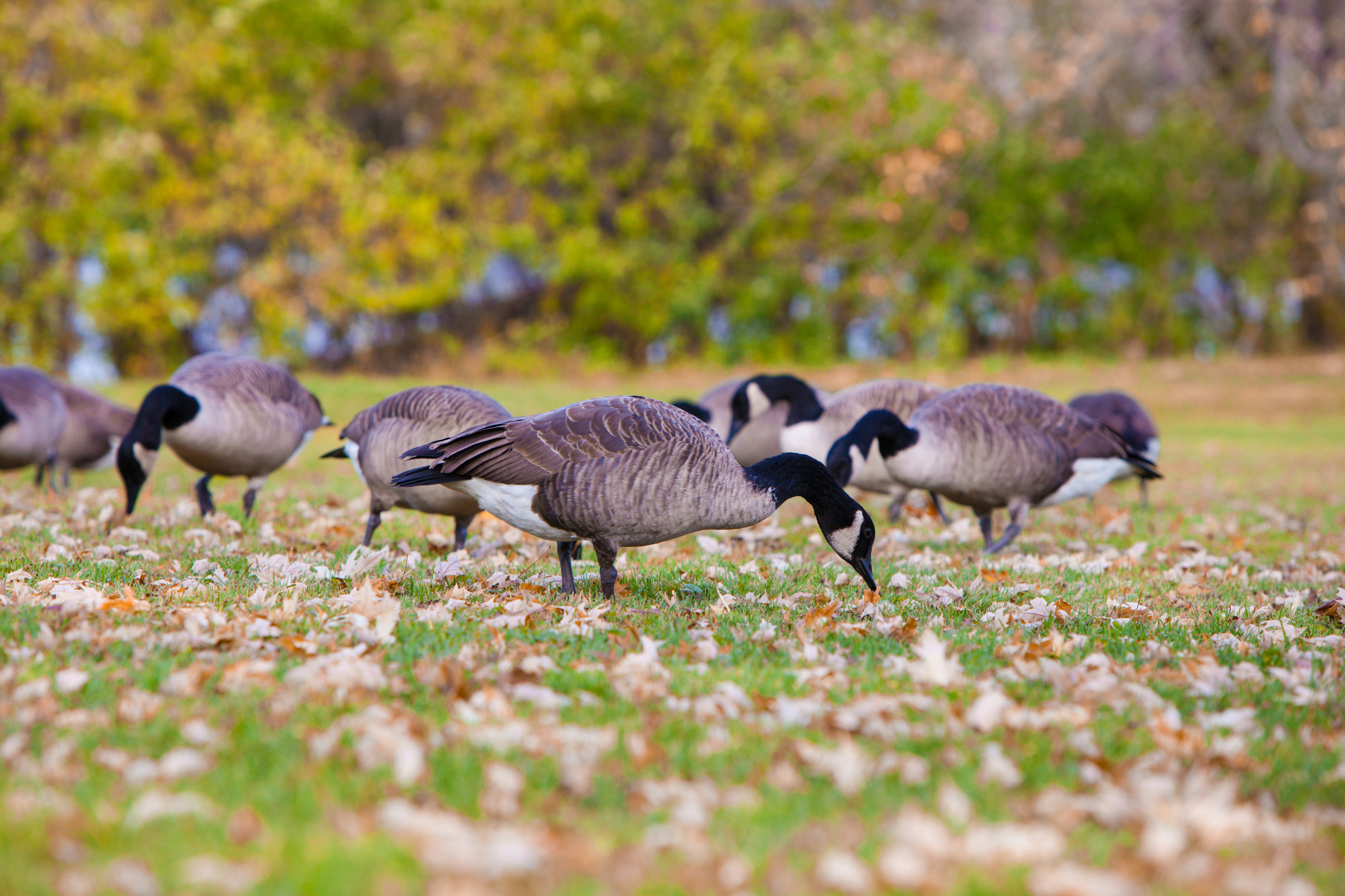 a group of birds walking on grass