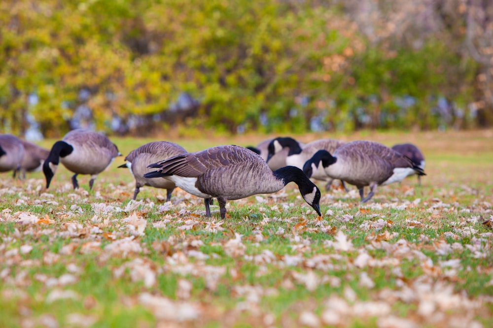 a group of birds walking on grass