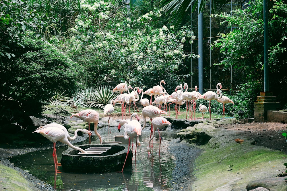 池の中のフラミンゴの群れ