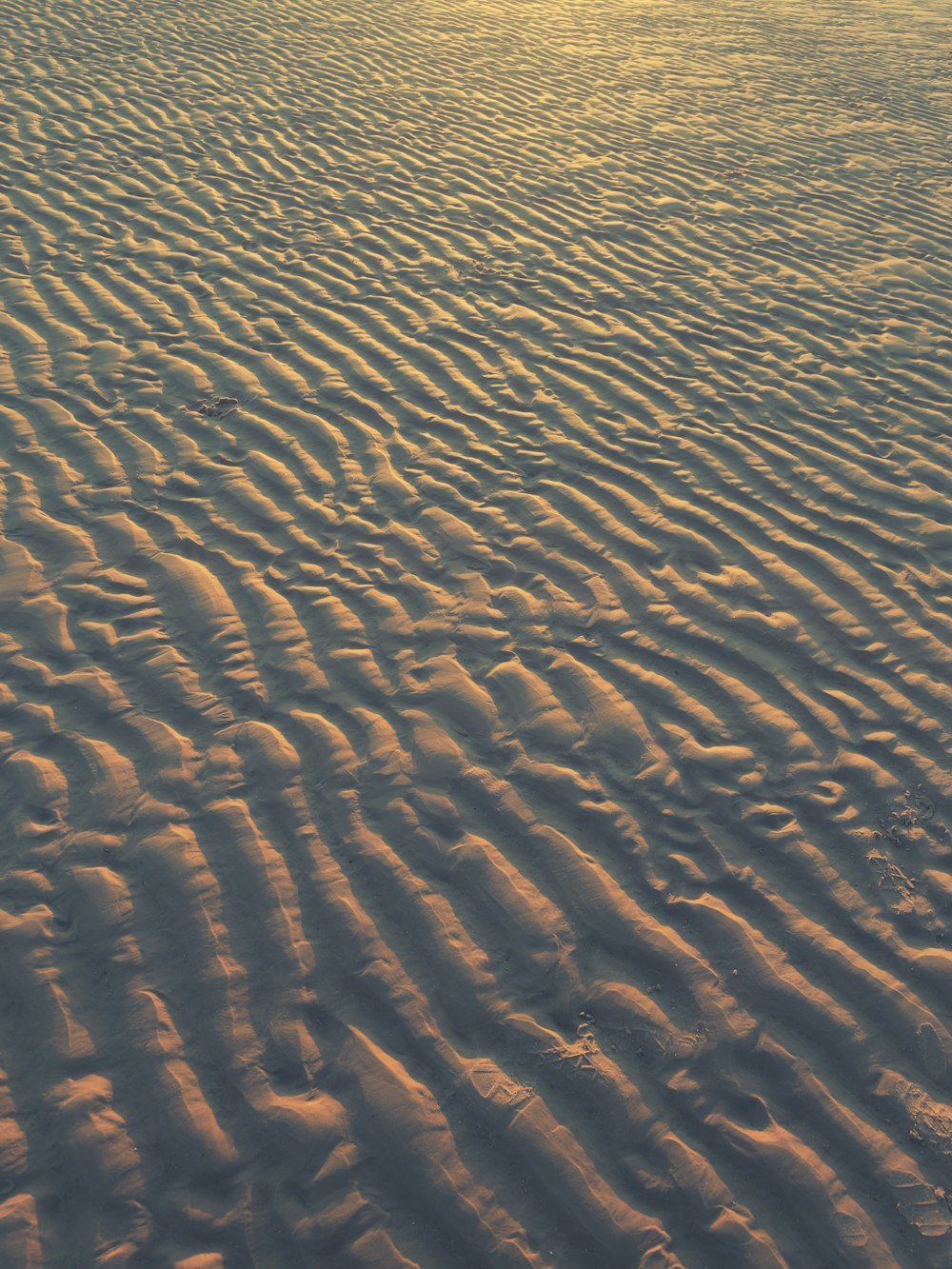 a close-up of a desert