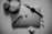 A neatly organized collection of tech gadgets featuring a closed laptop with the Apple logo, over-ear headphones, a smartwatch with a black band, a pair of black-framed glasses, and white wireless earbuds along with their charging case.