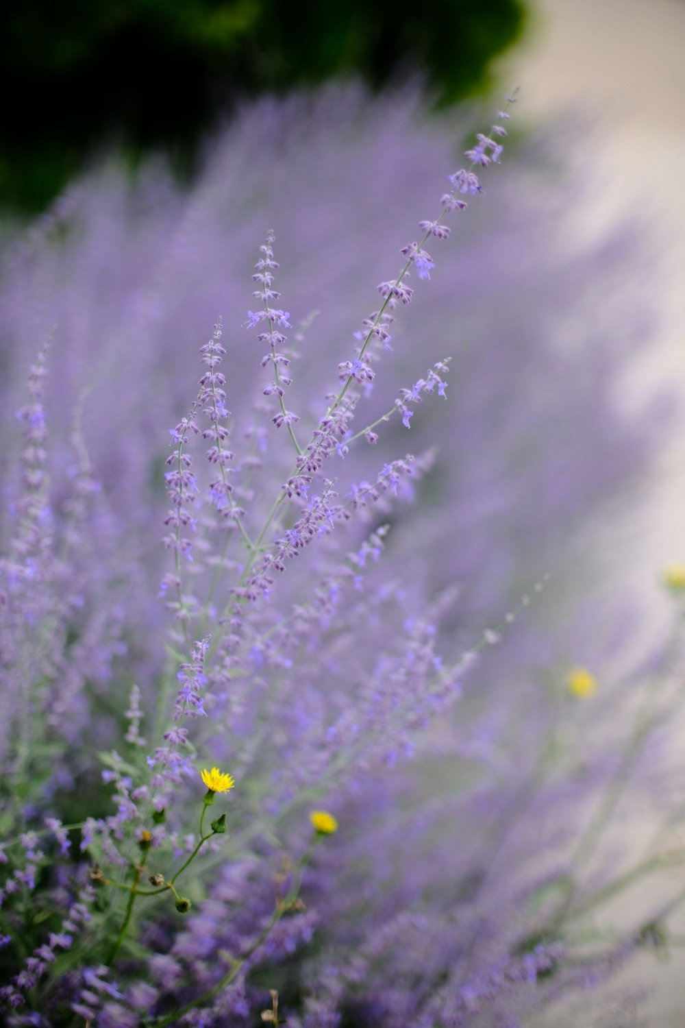 a close up of a flower