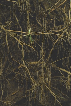 a close-up of a tree