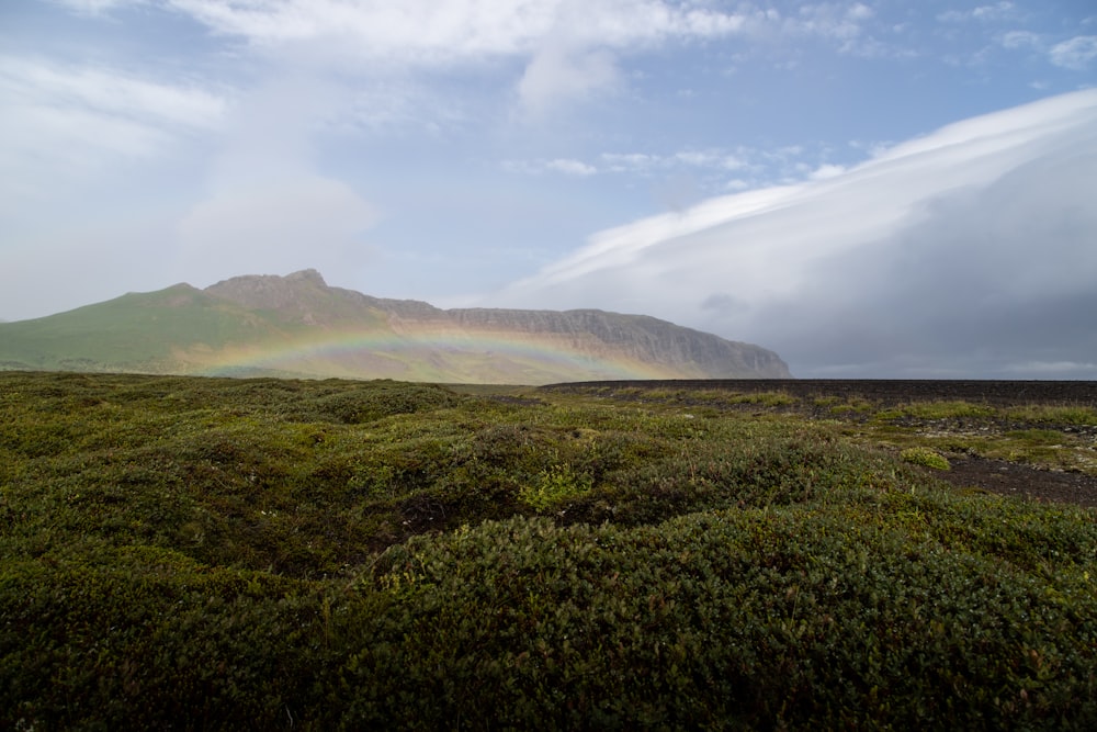 un grande campo verde