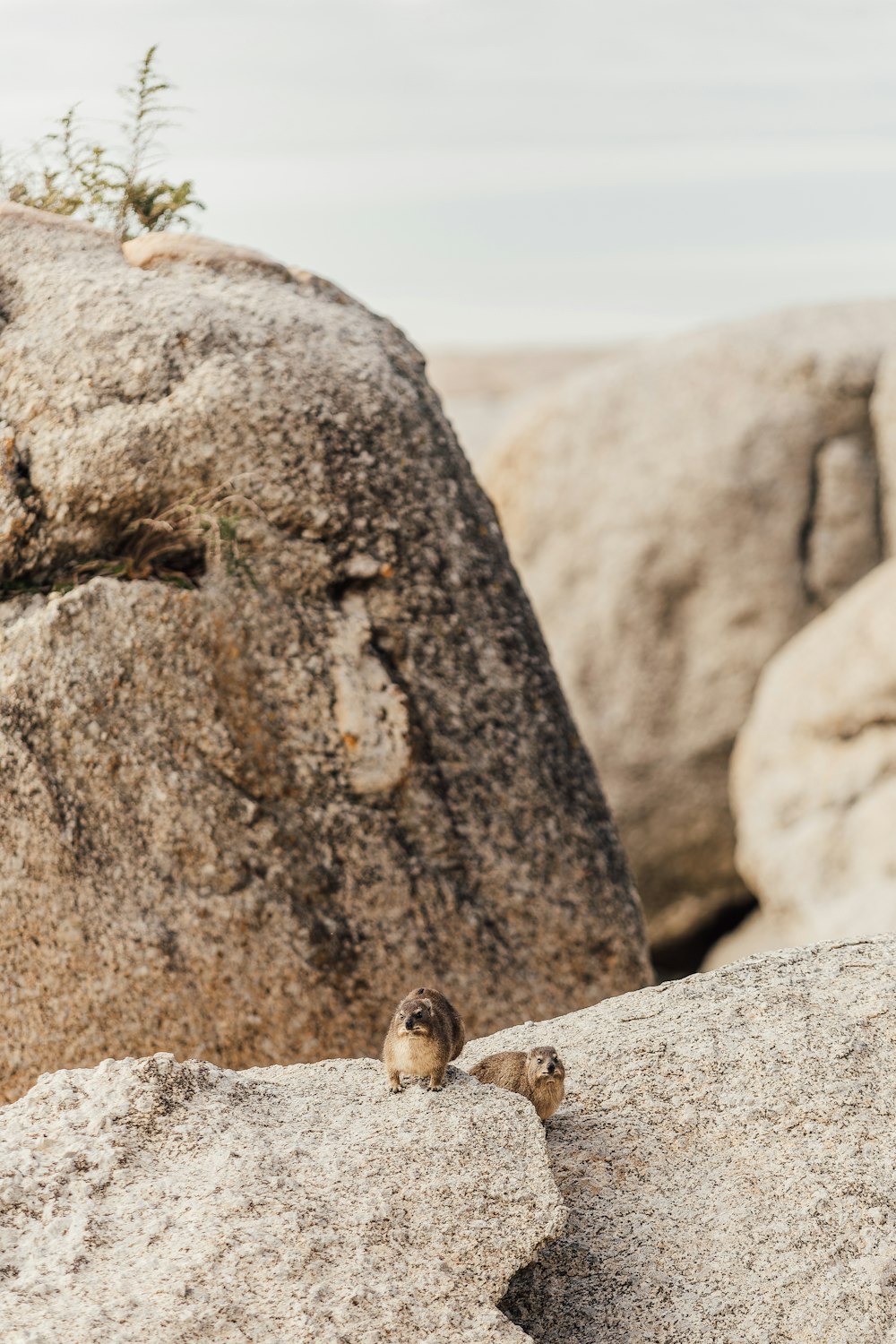 a couple of small animals on a rock