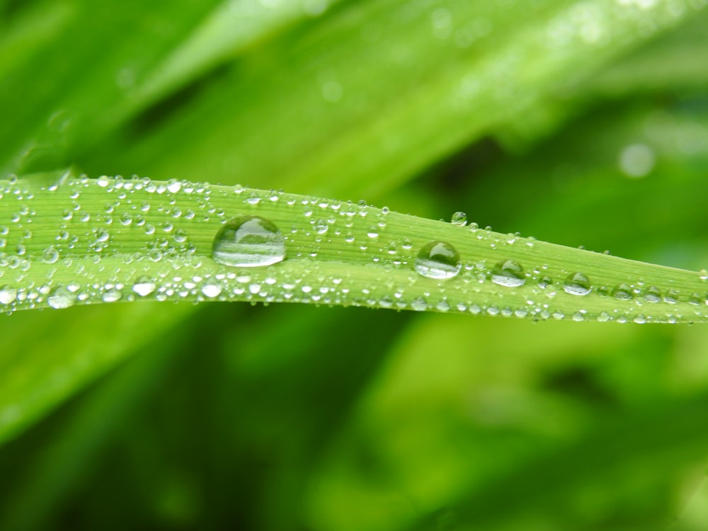 water droplets on a leaf