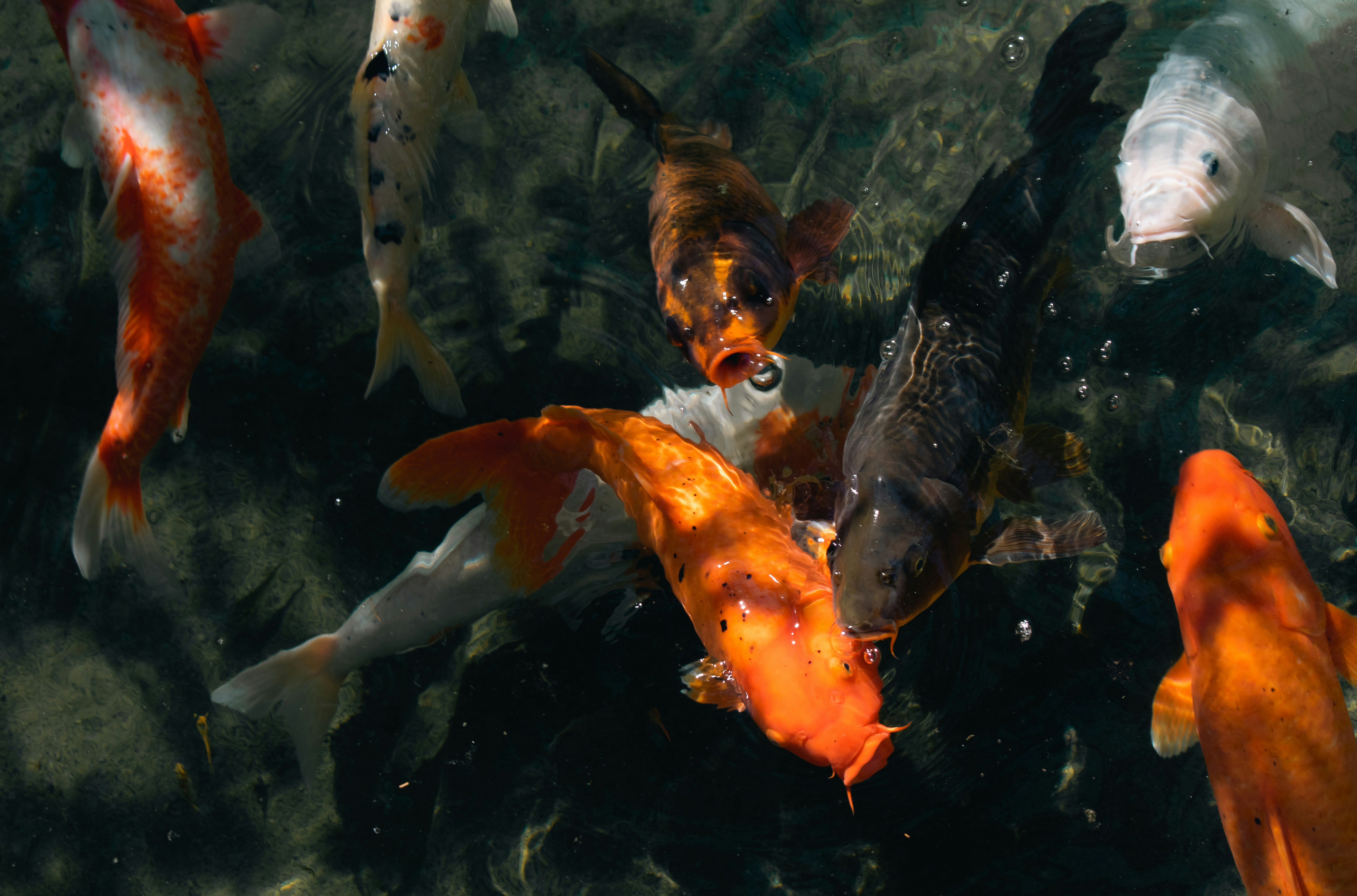 sekelompok ikan berenang