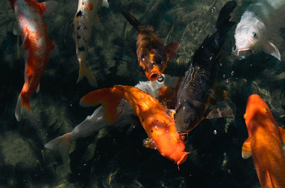 a group of fish swimming