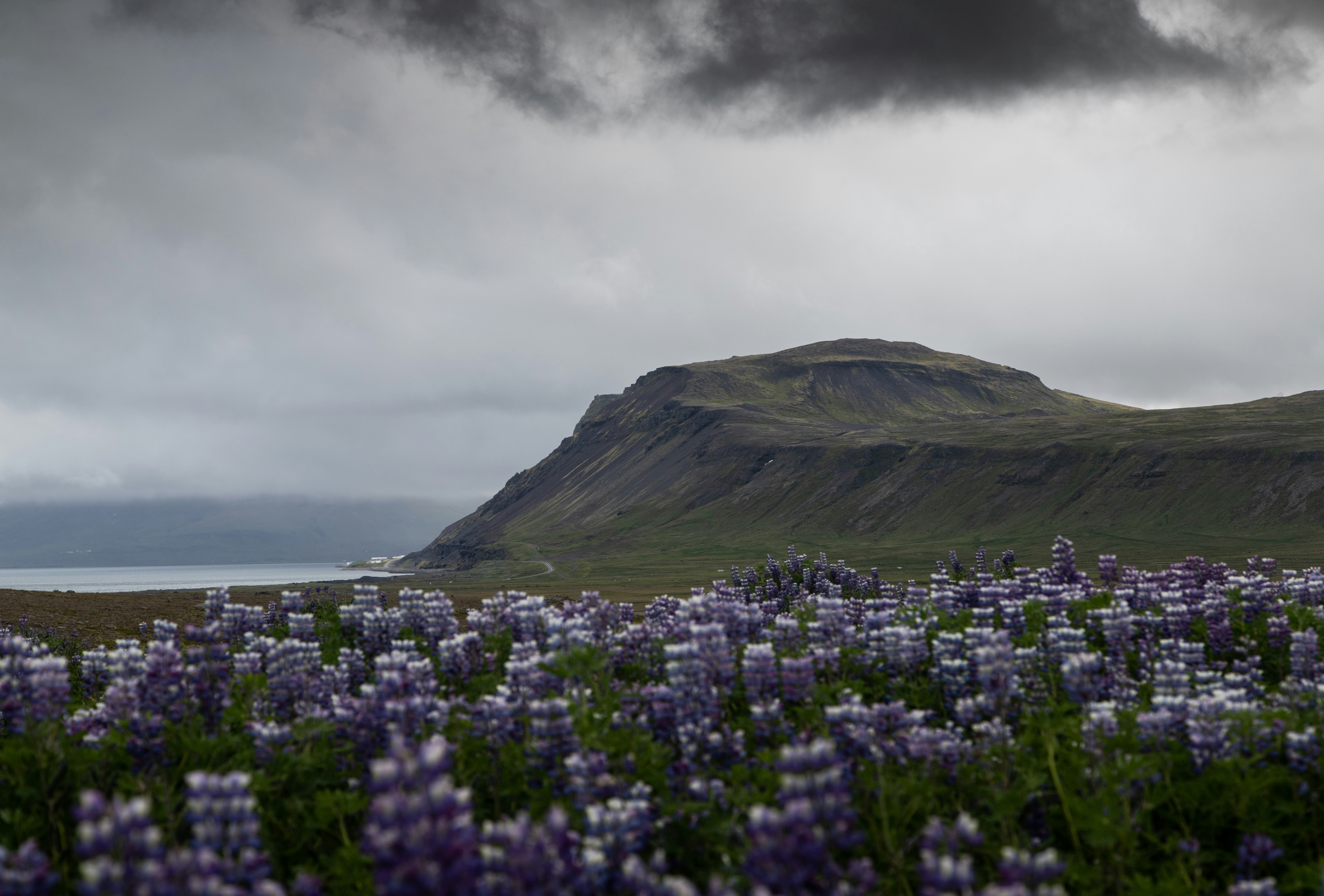 a field of flowers with a hill in the background, 
