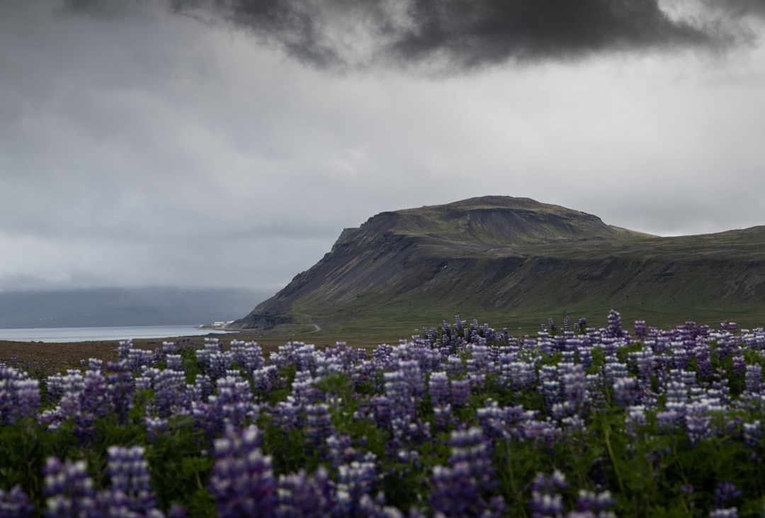 a field of flowers with a hill in the background,