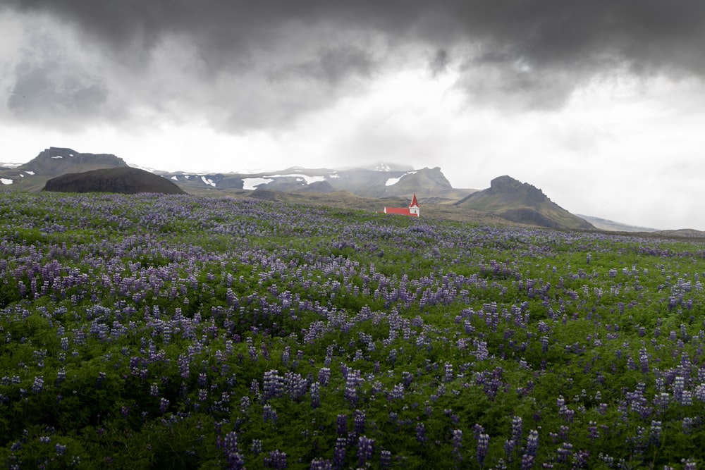 Ein Blumenfeld mit Bergen im Hintergrund