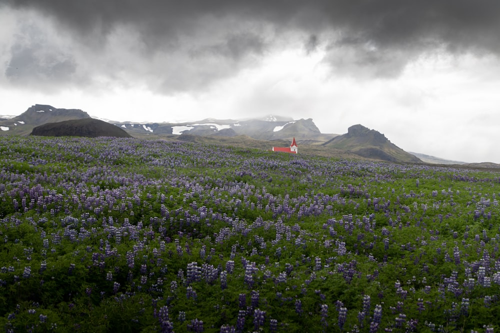 a field of flowers with mountains in the background