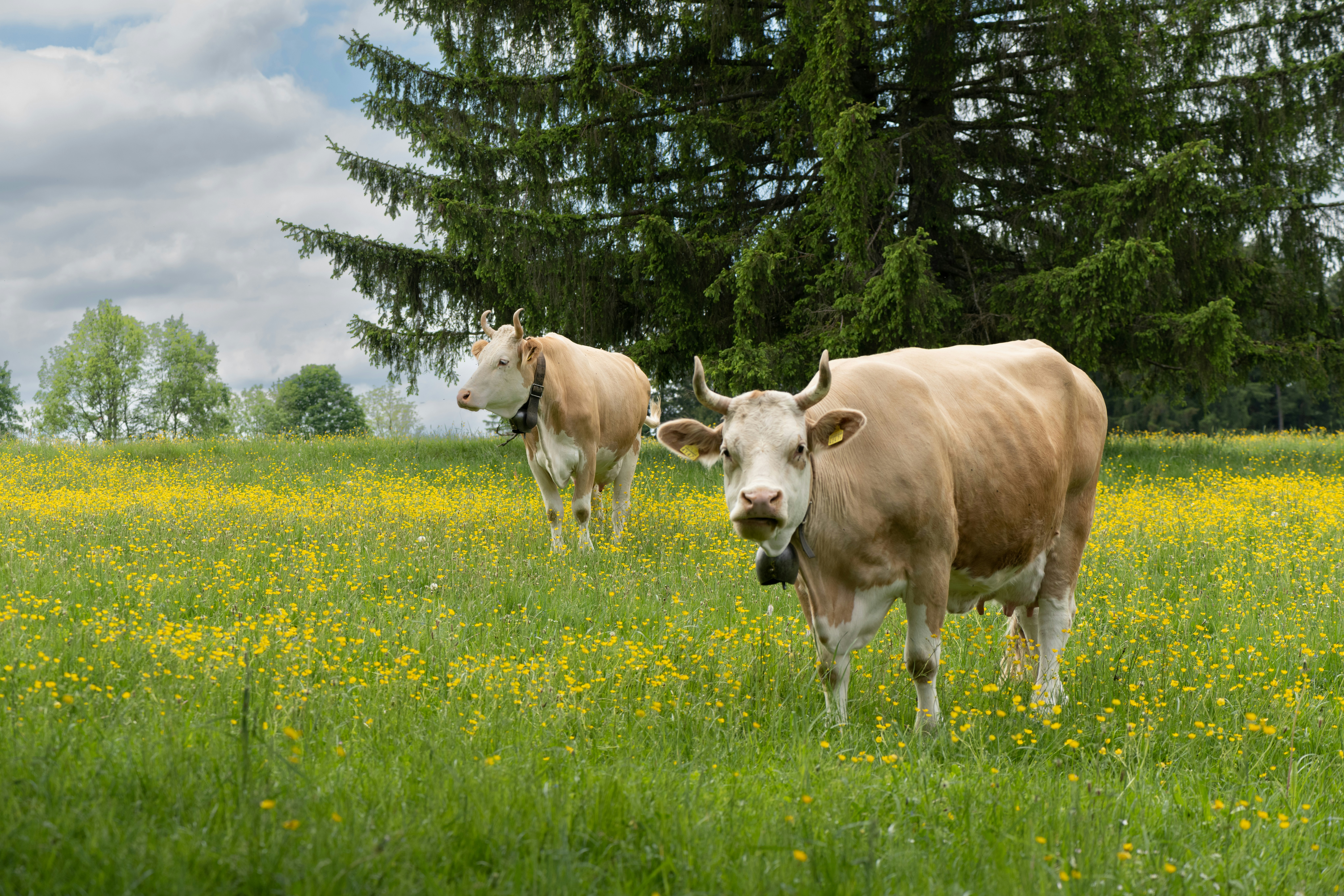 Photo by jacquesbopp