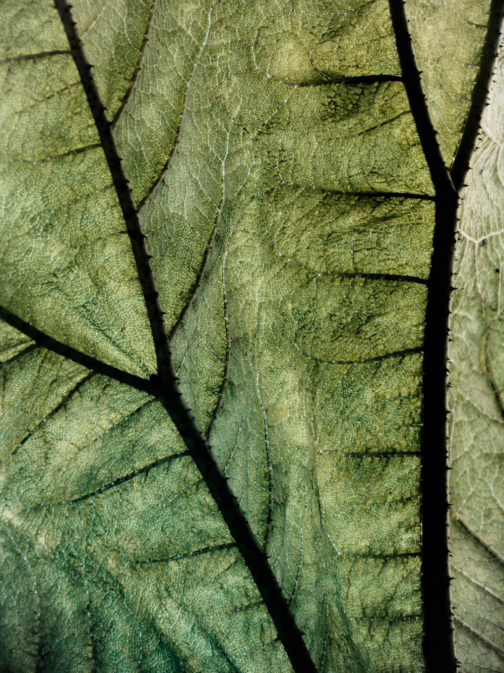 a close-up of a leaf