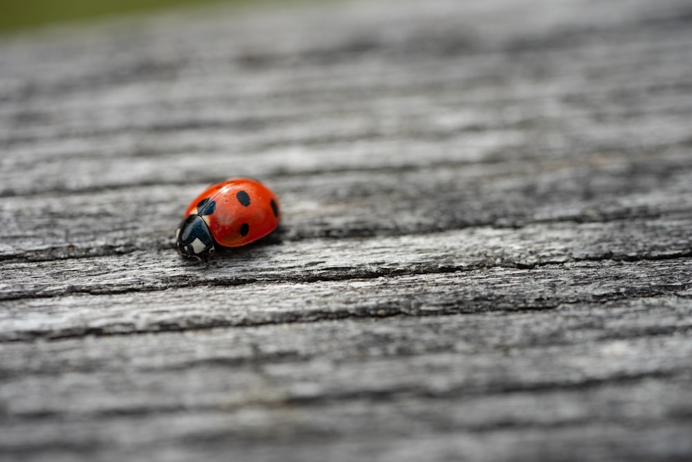 a ladybug on a wood surface