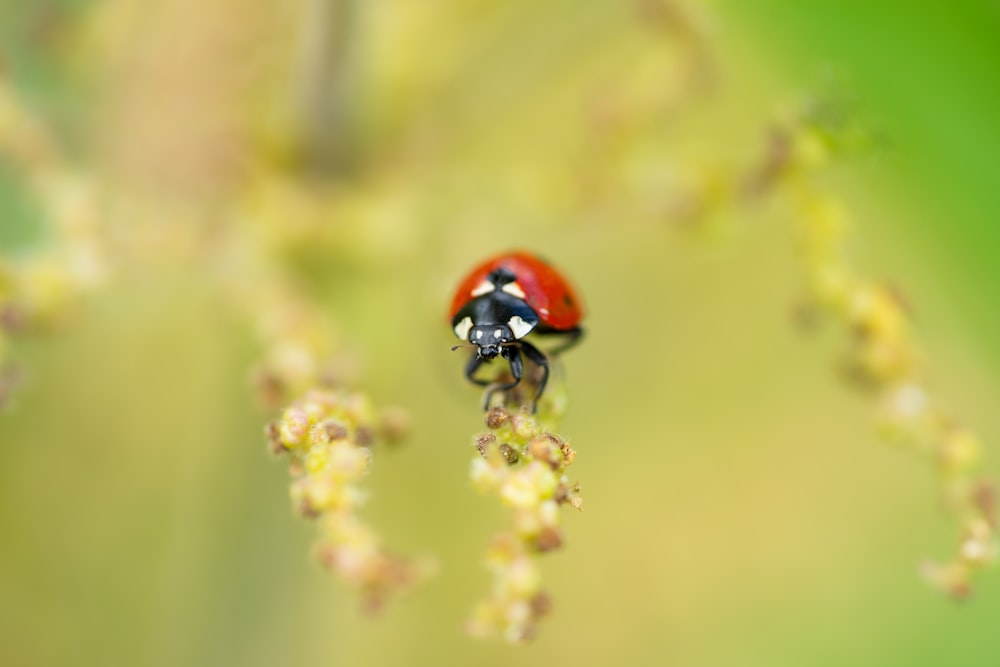 a ladybug on a flower