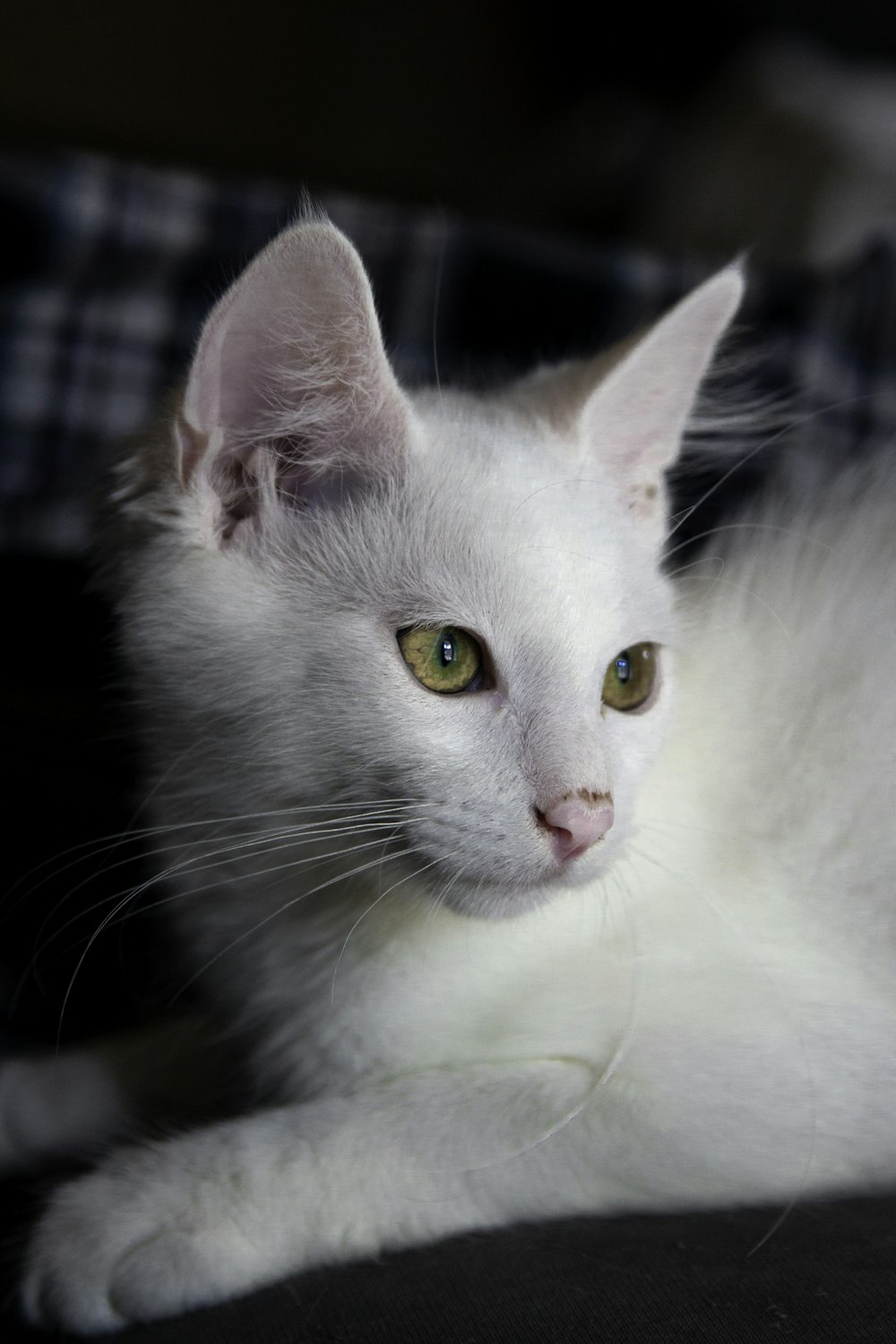 a white cat with green eyes