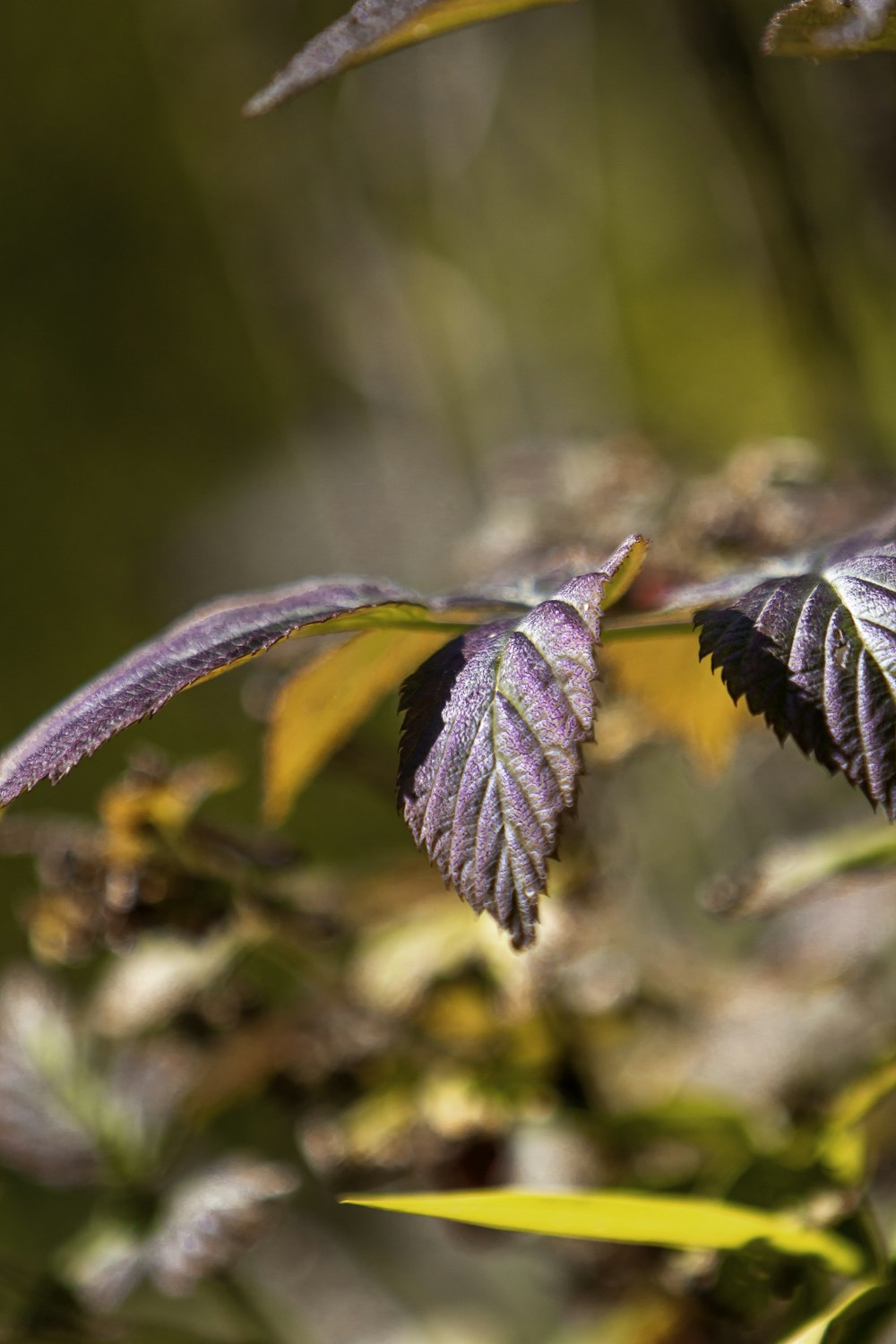 un fiore viola con centro giallo