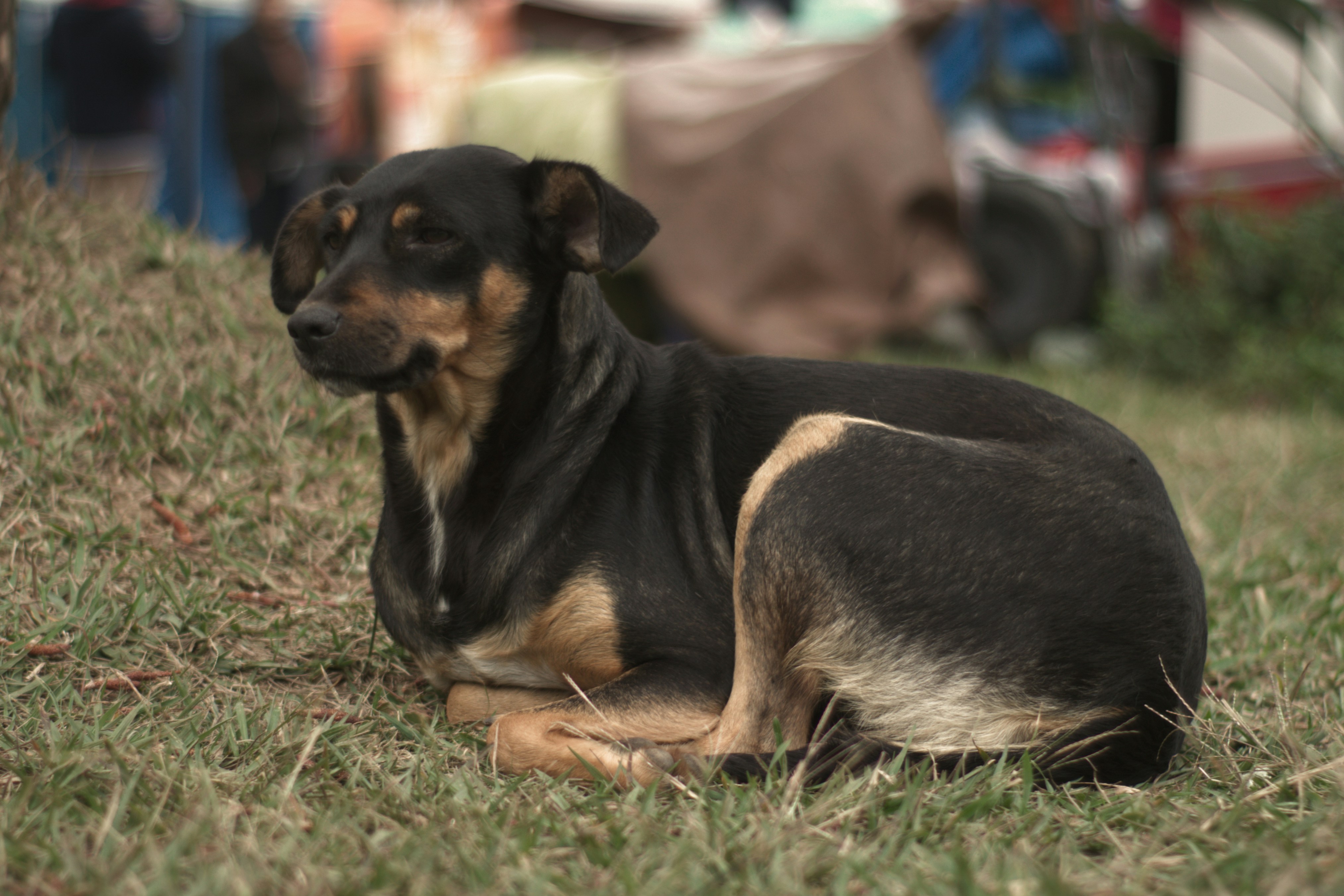 Photo by tpiassi