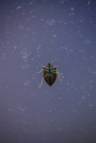 Close-up of a pest control professional spraying insecticide around a kitchen.