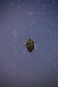 Close-up of a pest control professional inspecting a kitchen corner.